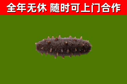 建平县烟酒回收干海参.jpg
